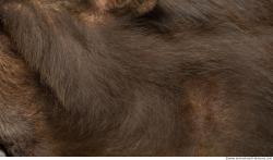 Photo Textures of Monkey Fur